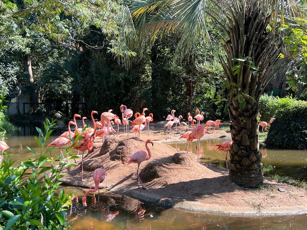 Love those flamingo’s!