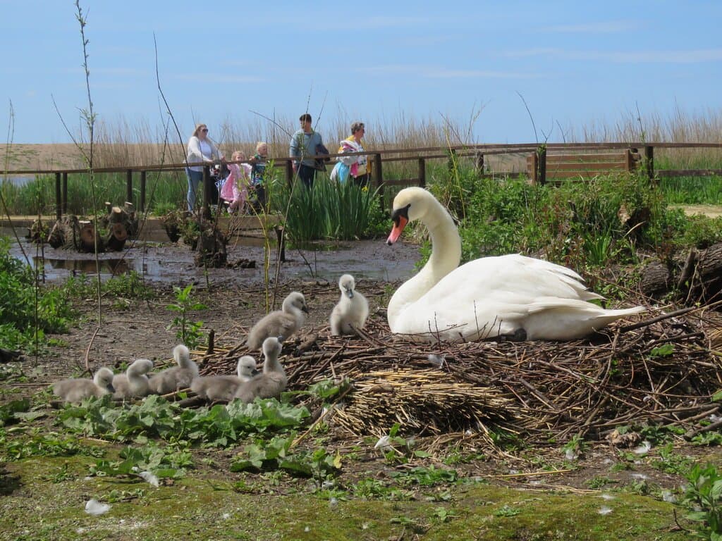 Families at the Abbotsbury Swannery