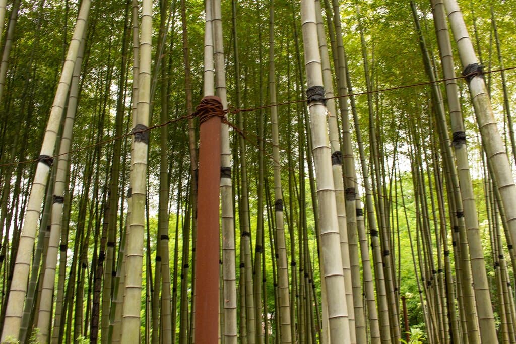 Shekvetili Dendrological Park