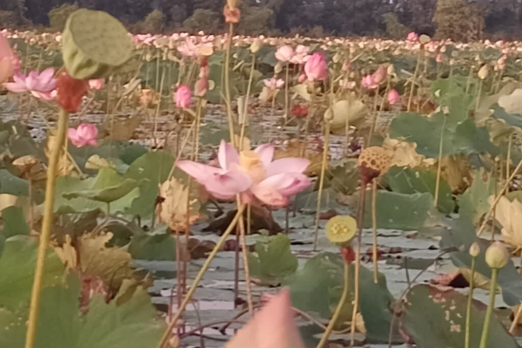Samatoa Lotus Farm