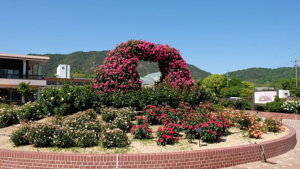 大きなバラのアーチや花壇など、見ごたえたっぷりの園内。食堂や売店のほか、バラ苗販売所もあります