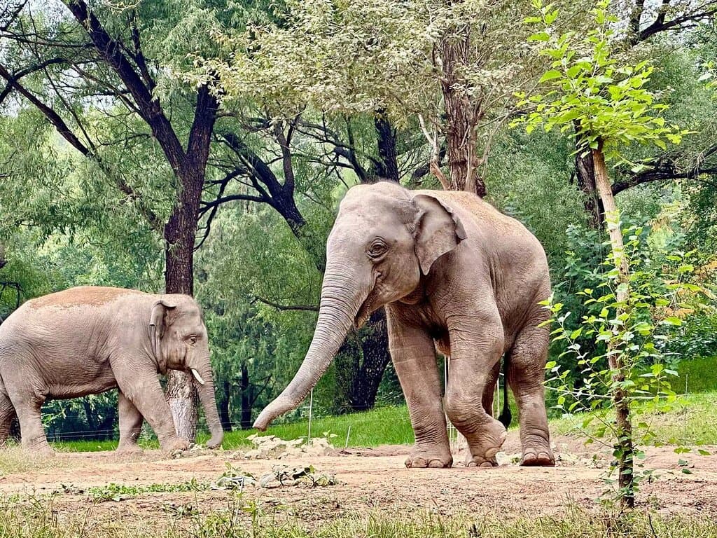 Discover the Beijing Wildlife Park