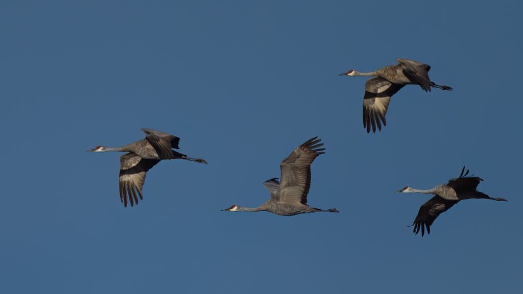 Sandhill Cranes