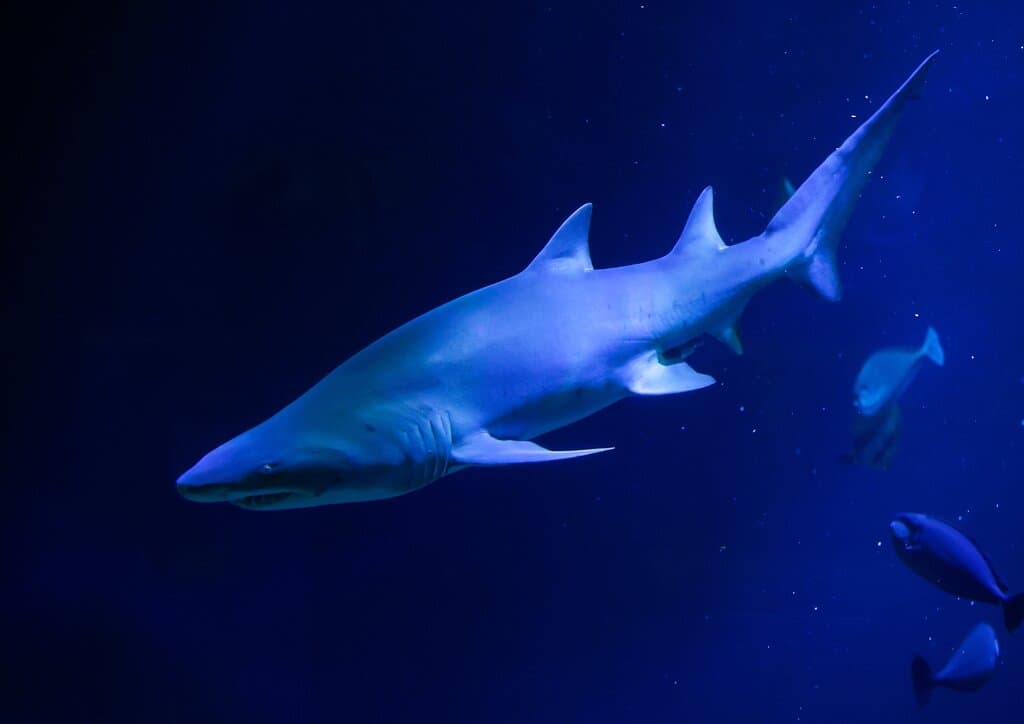 Requin Taureau
crédit Mairie de Canet en Roussillon