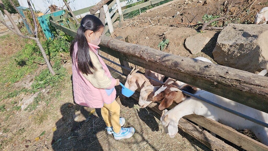 아기 동물들 먹이주기 체험 가능