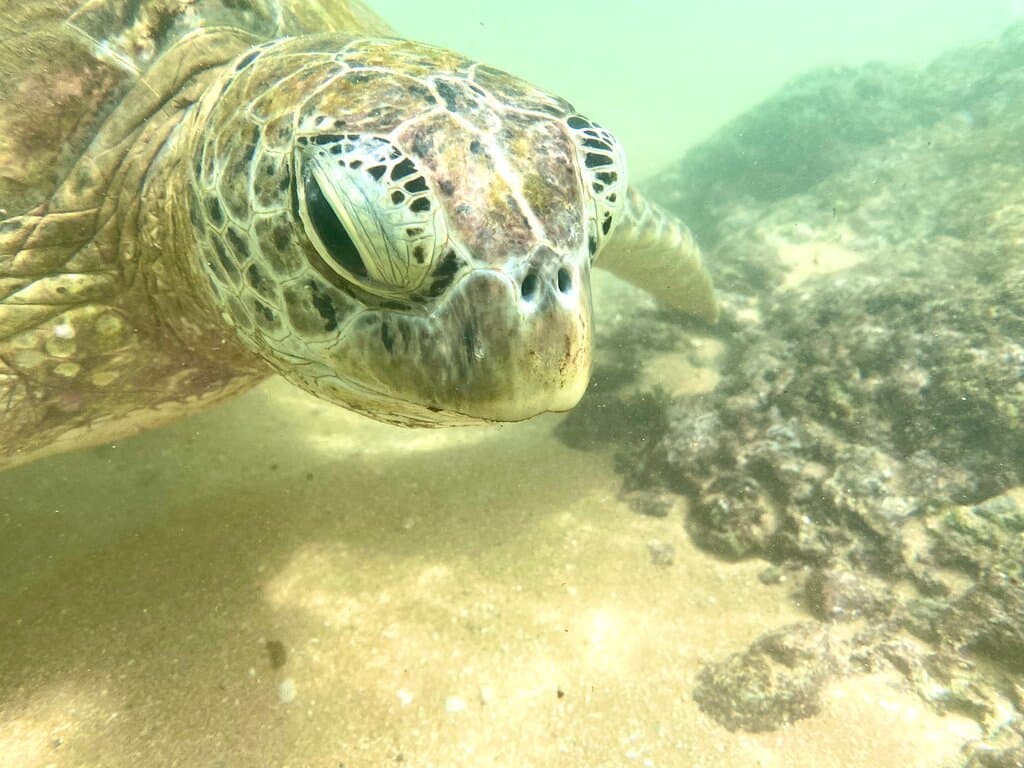 Hikkaduwa Turtle Beach