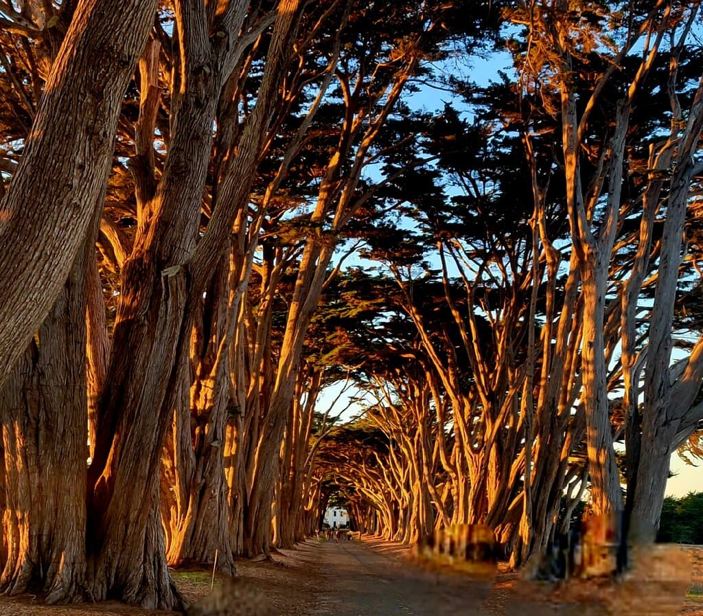 Cypress Tree Tunnel