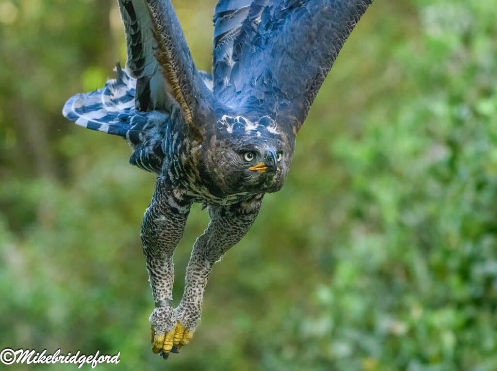 Raptor Rescue Plett African crowned eagle  release 