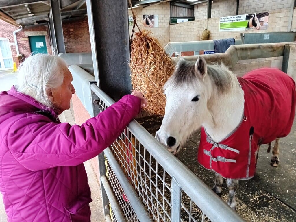 Violets husband was called Dalton as was this lovely Welsh Gelding