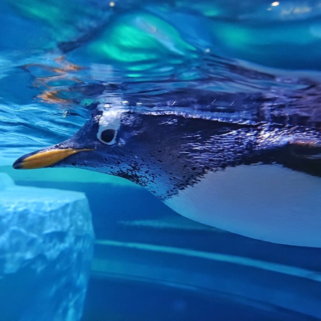 Discover the Wonders of Mandai Wildlife Reserve