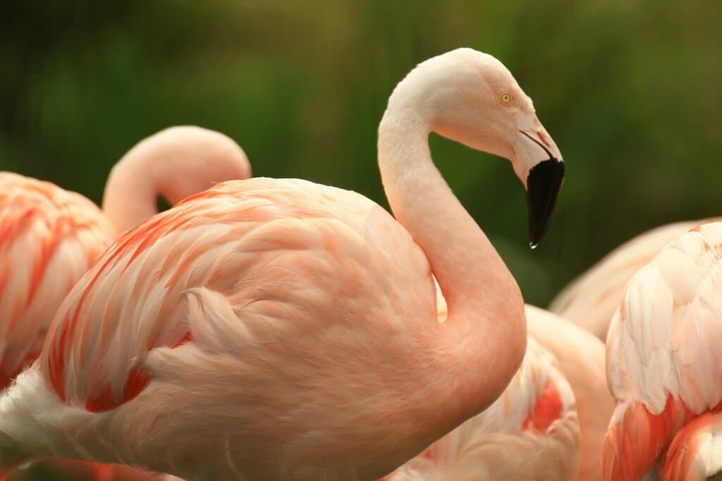 Chilean flamingos