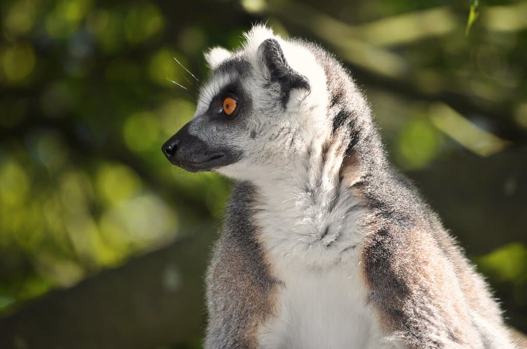 Ring-Tailed Lemur at Hamilton Zoo