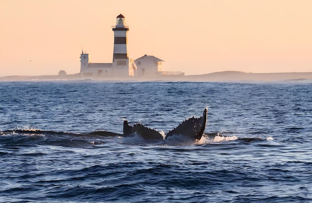 Whale Tail at Cape Recife Lighthouse 