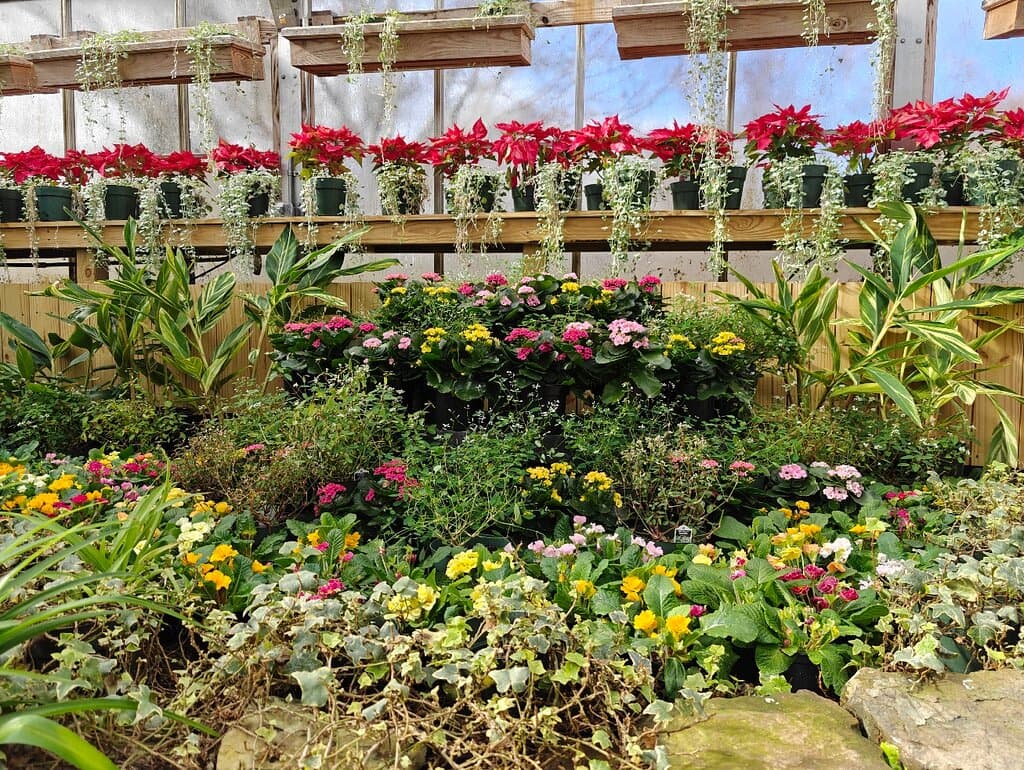 温室里的鲜花💐