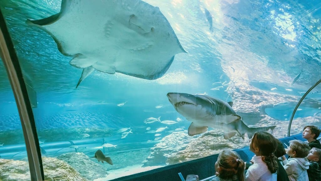 Shark and stingray in underwater tunnel