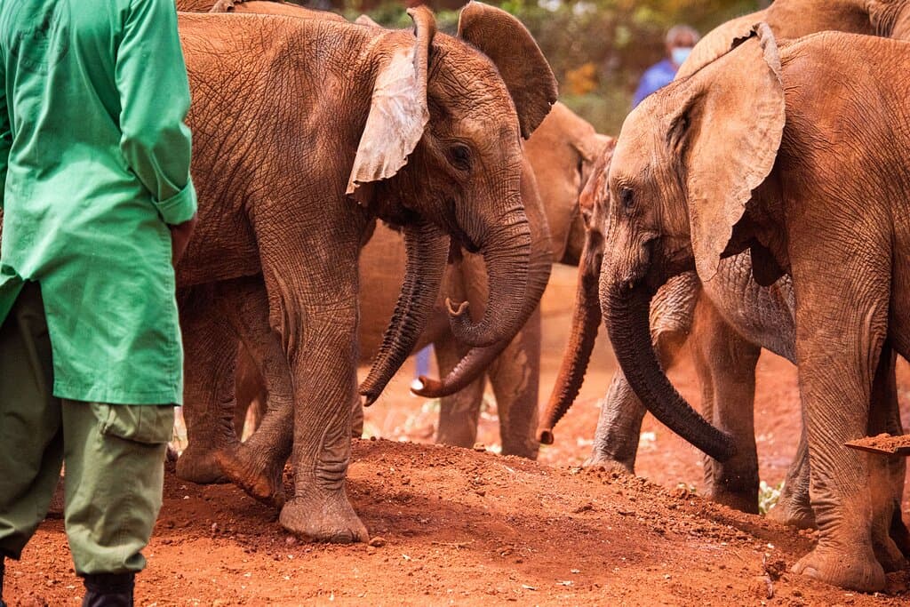 Elephants love to play when at the dust bath