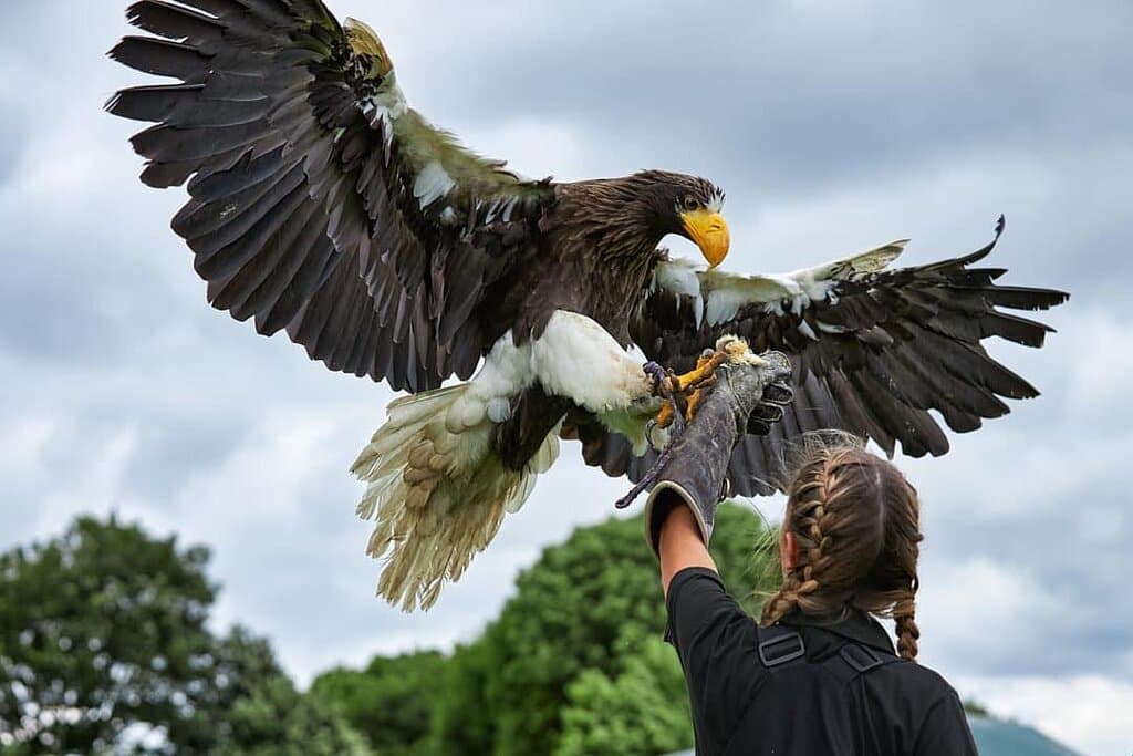 You wont believe the sheer size and power of our Eagles! Rex, the Stellars Sea Eagle has a wingspan of around 2m (6ft) !