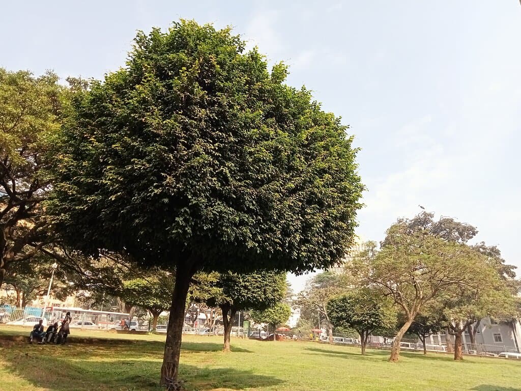 In front of the memorial is Constitutional square park. Off limits to the public, controlled by police and military. Be very careful taking photos. I was asked for money when I did. I refused and eventually they let me go.