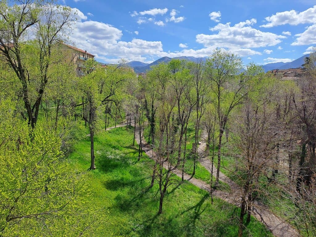 Alberi in fiore a primavera
