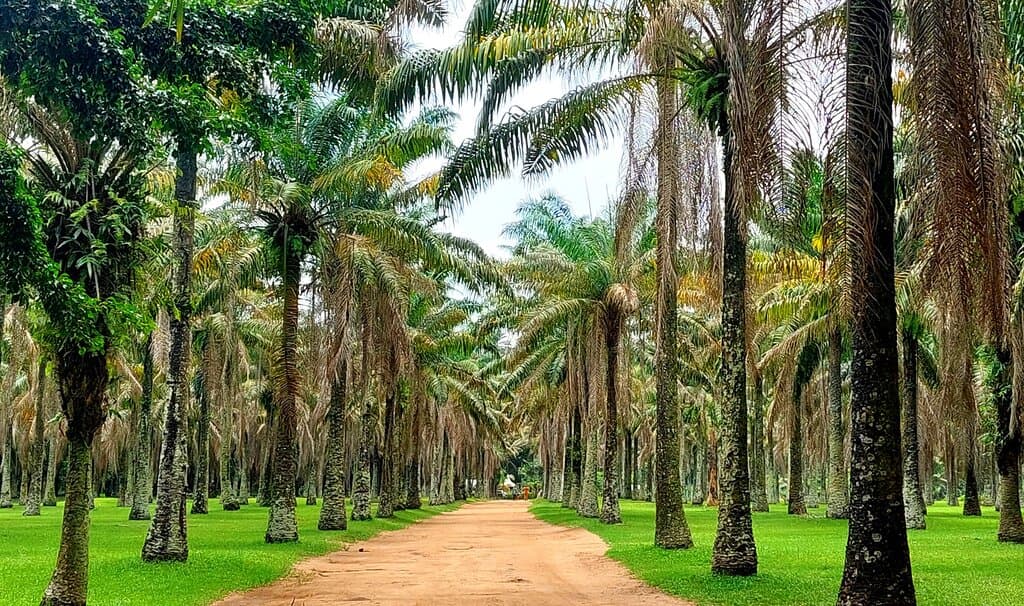 JARDIN BOTANIQUE , PALMIERS 