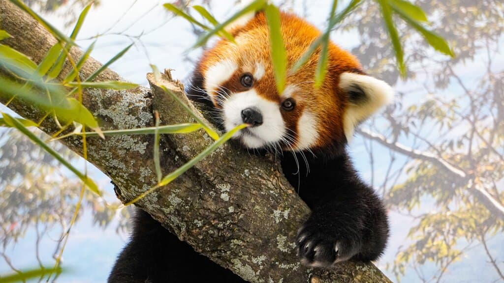 Check out the Zoo's all-new red panda habitat!
