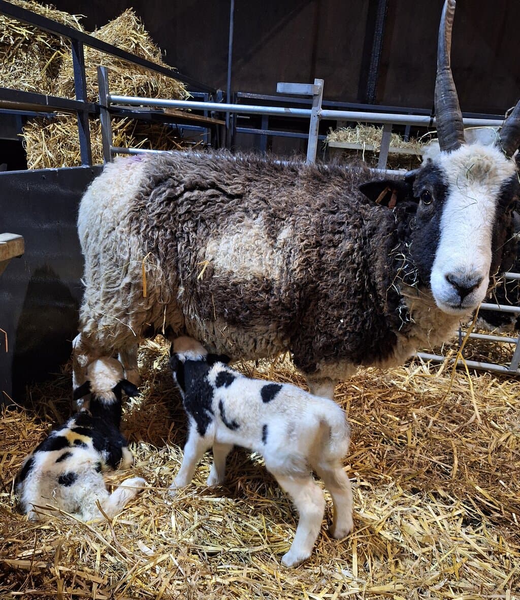 Chatsworth Farmyard