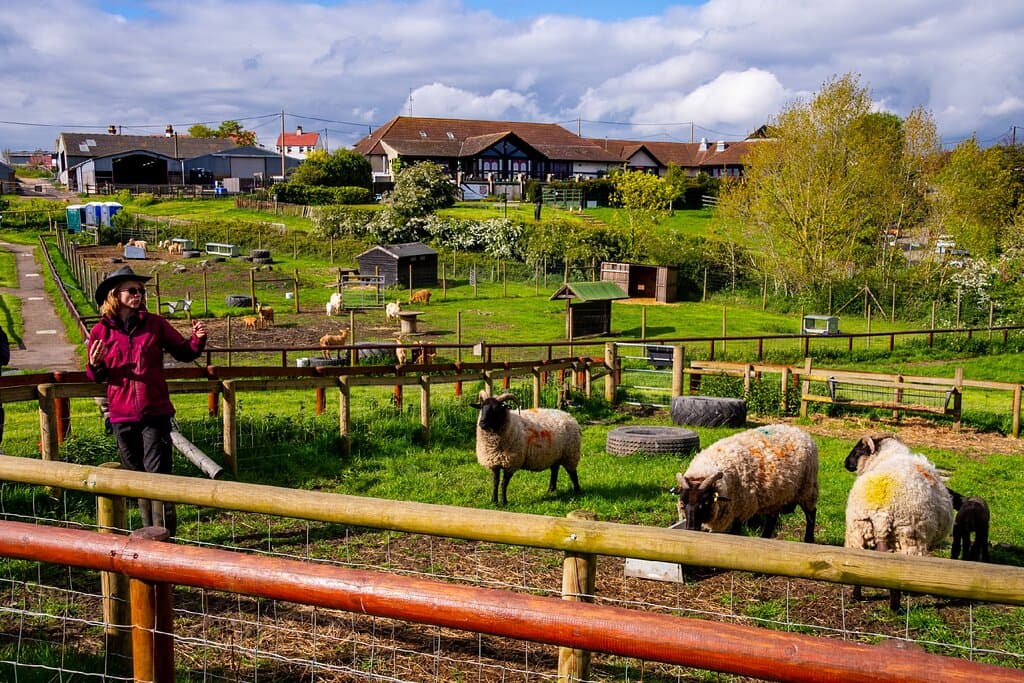 Hadleigh Farm Rare Breeds Centre