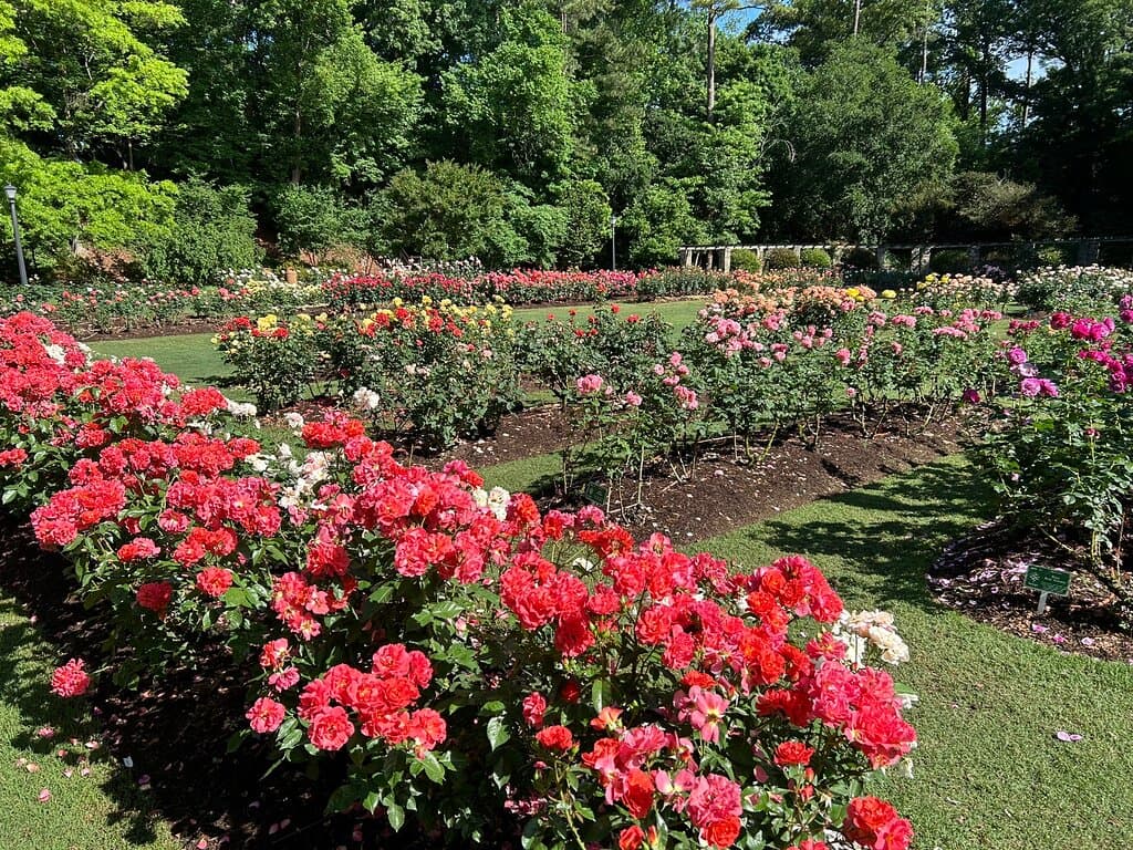 Raleigh Little Theatre and Rose Garden