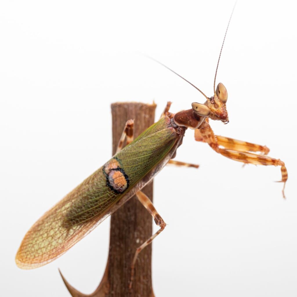 Flower mantis