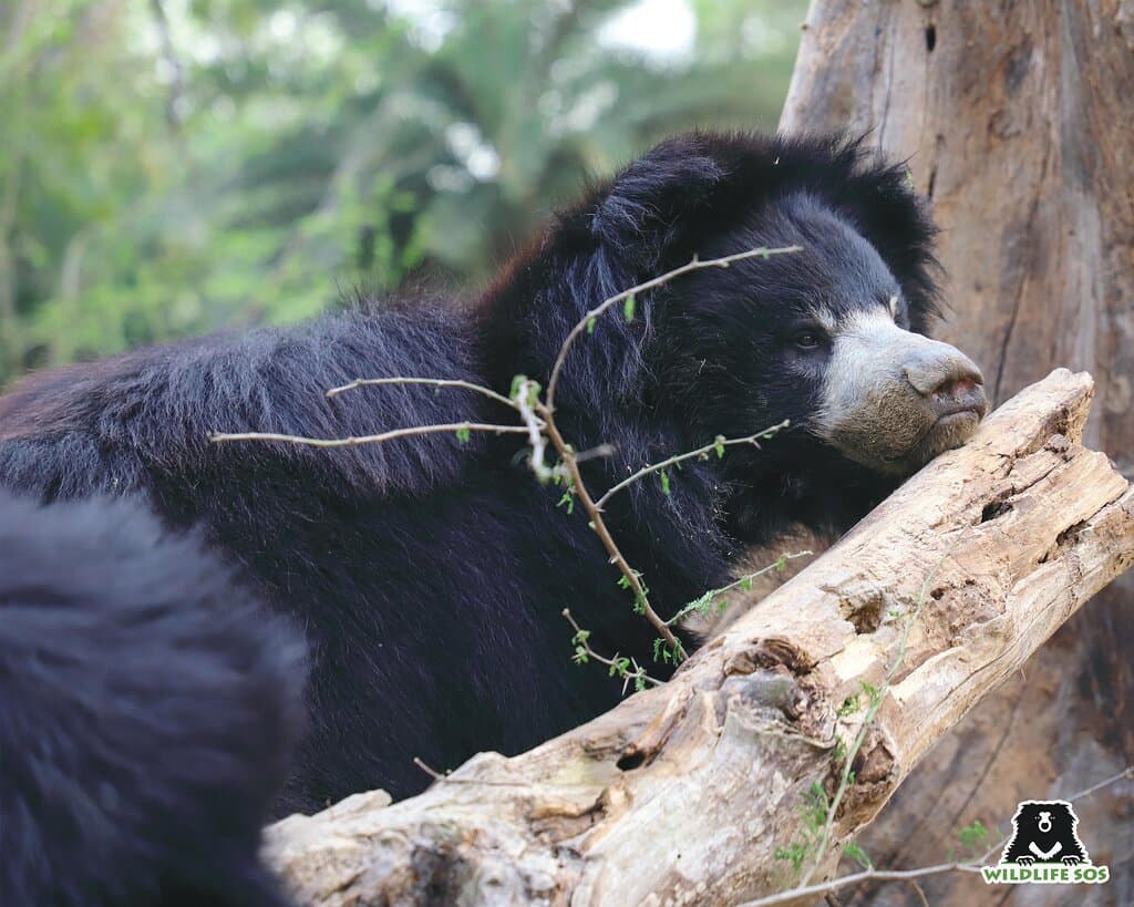 "Bear at Agra Bear Rescue Facility"
