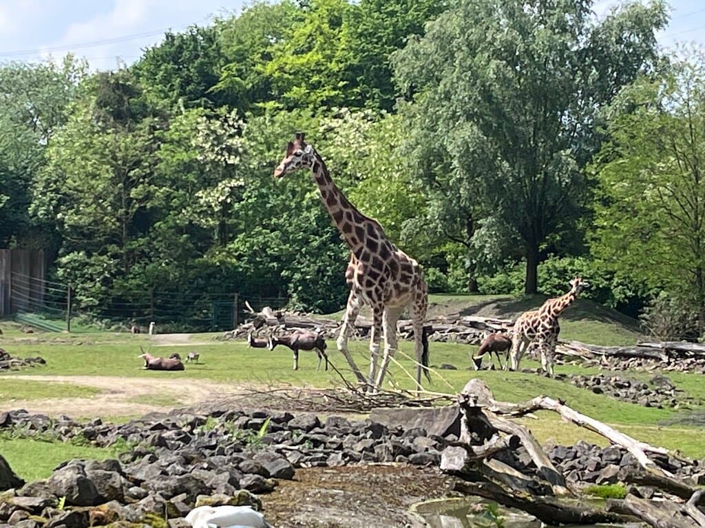 Zoom Erlebniswelt Gelsenkirchen