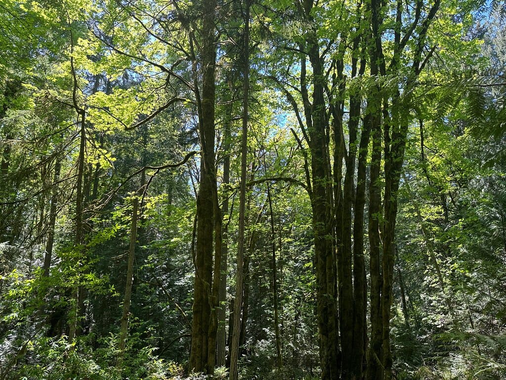 Grand Forest West Bainbridge Island