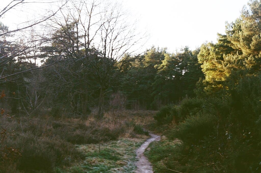 path in horsell common near south road