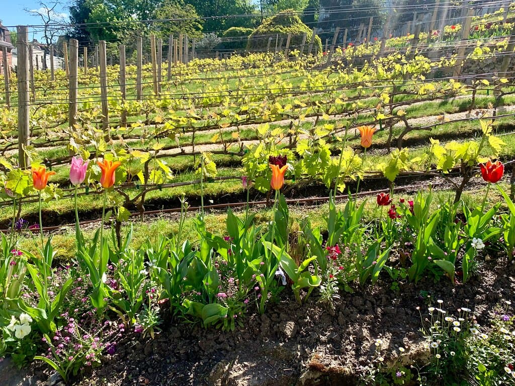 Lonely vineyard.....
