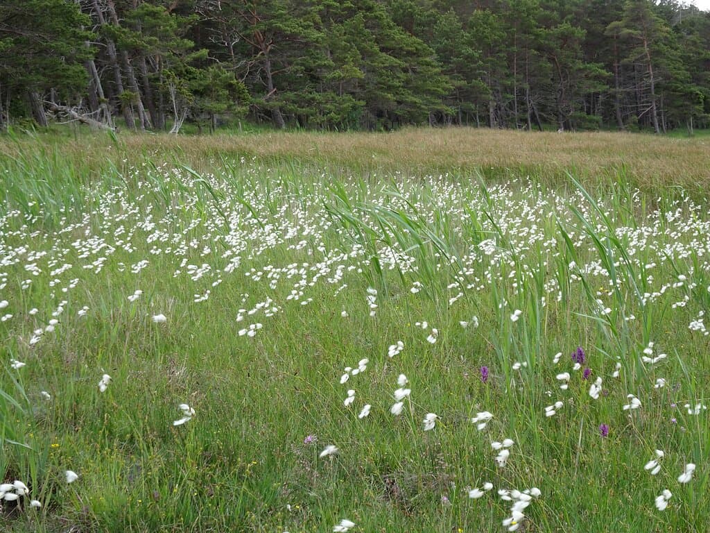 Brucebo Nature Reserve