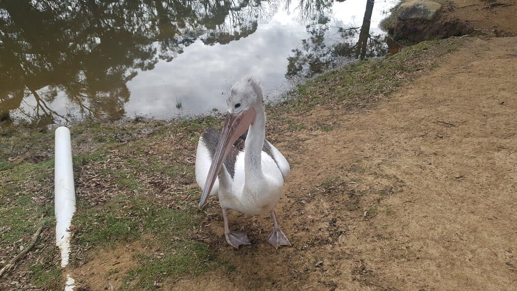 Pelican when found at Glen Innes