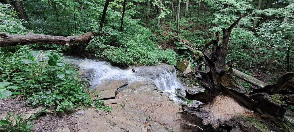 Leonard springs