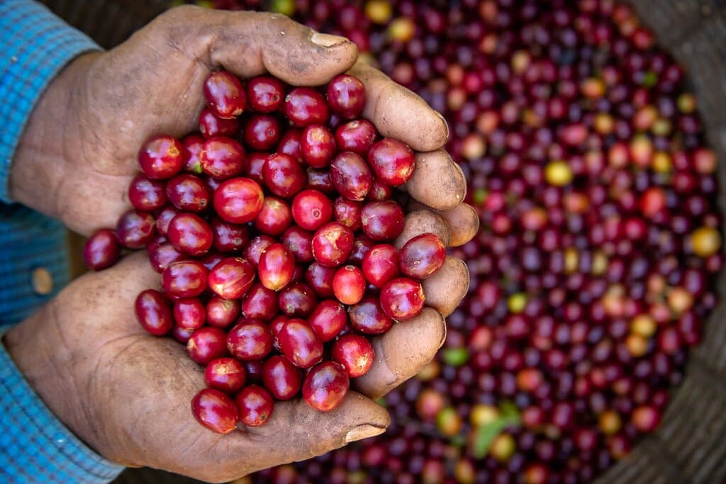 Harvest coffee cherries