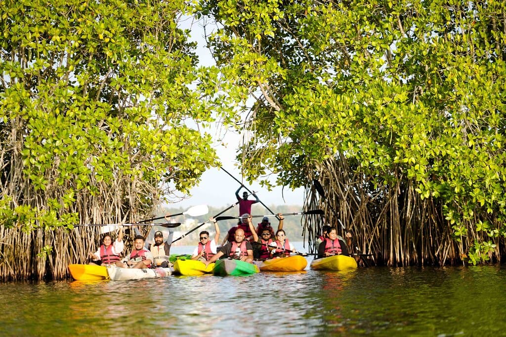 Mangrove Kayaking