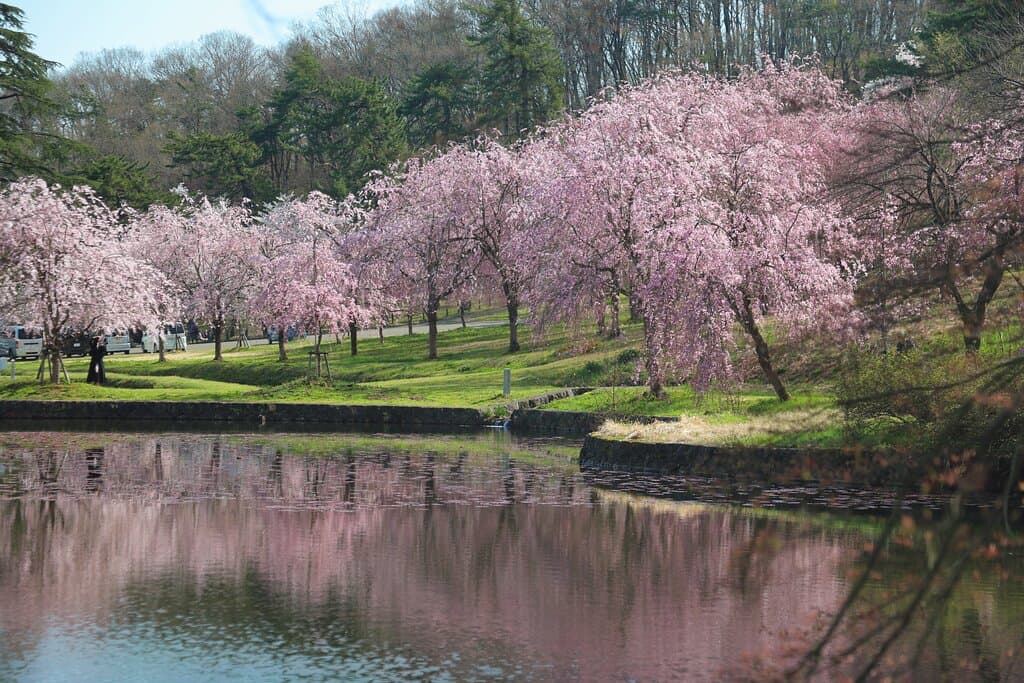 悠久山公園：池の紅枝垂れ