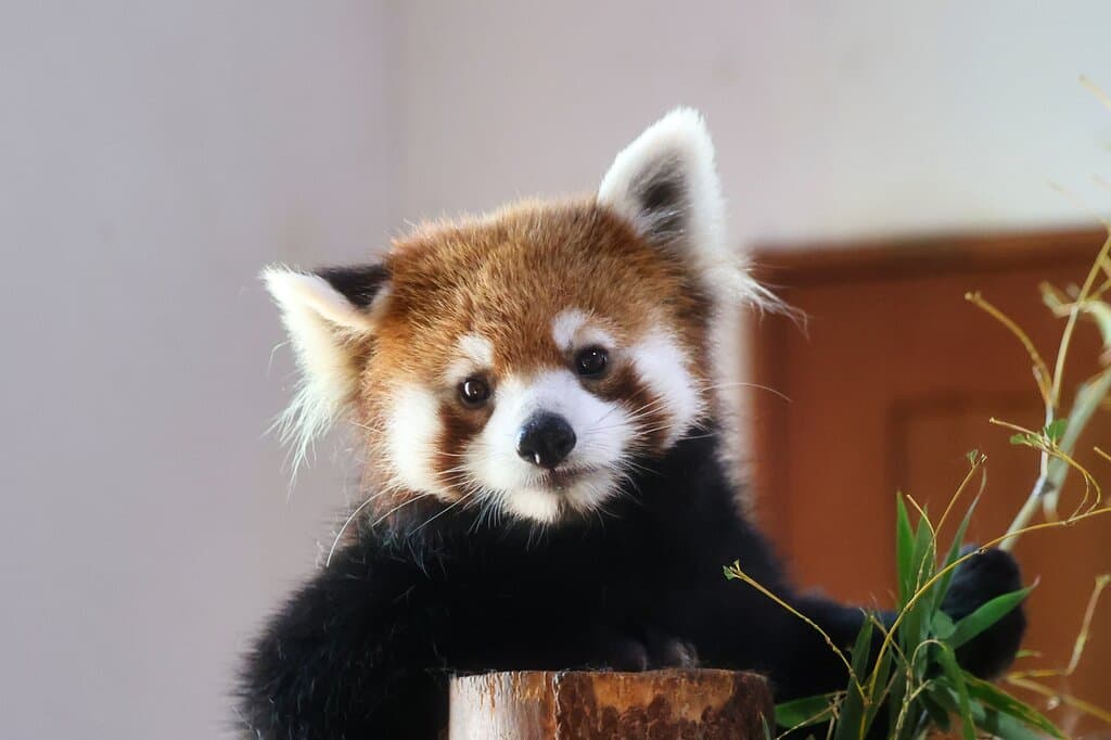 長野市茶臼山動物園:レッサーパンダ