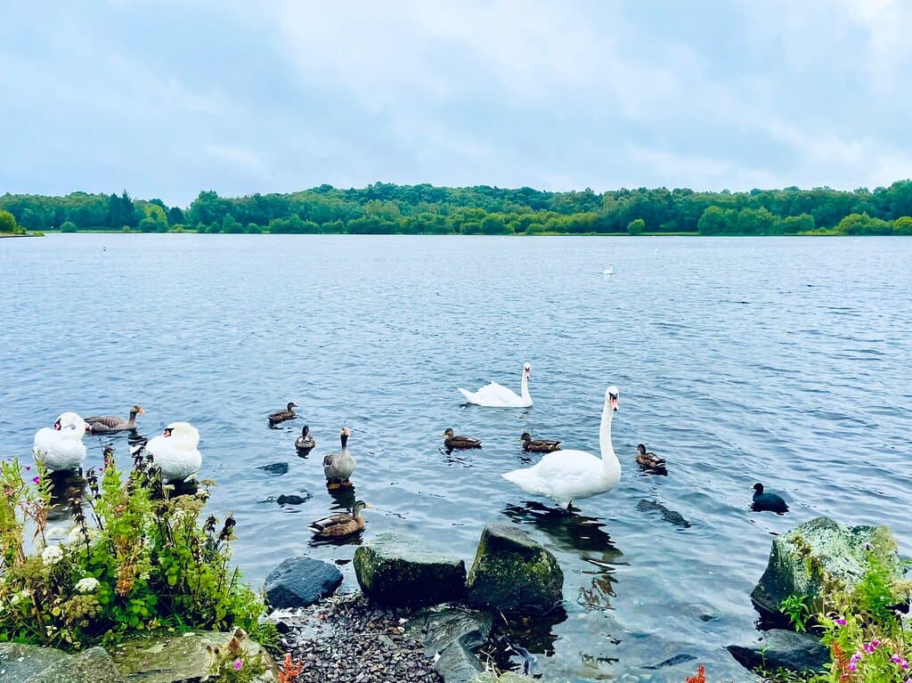 Mute swans 🦢, greylag geese, Eurasian coots and ducks 🦆 all banding together in Lochens Loch.