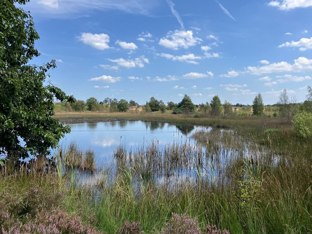2.  National Park De Maasduinen, Landgoed de Hamert, Limburg Province, Netherlands (August 2024)