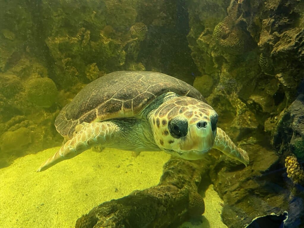 Protaras Ocean Aquarium