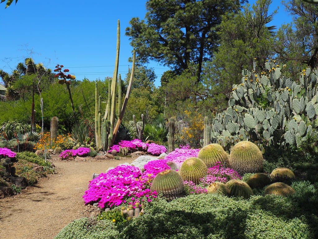 Pink Ice Plants in bloom at the Garden.