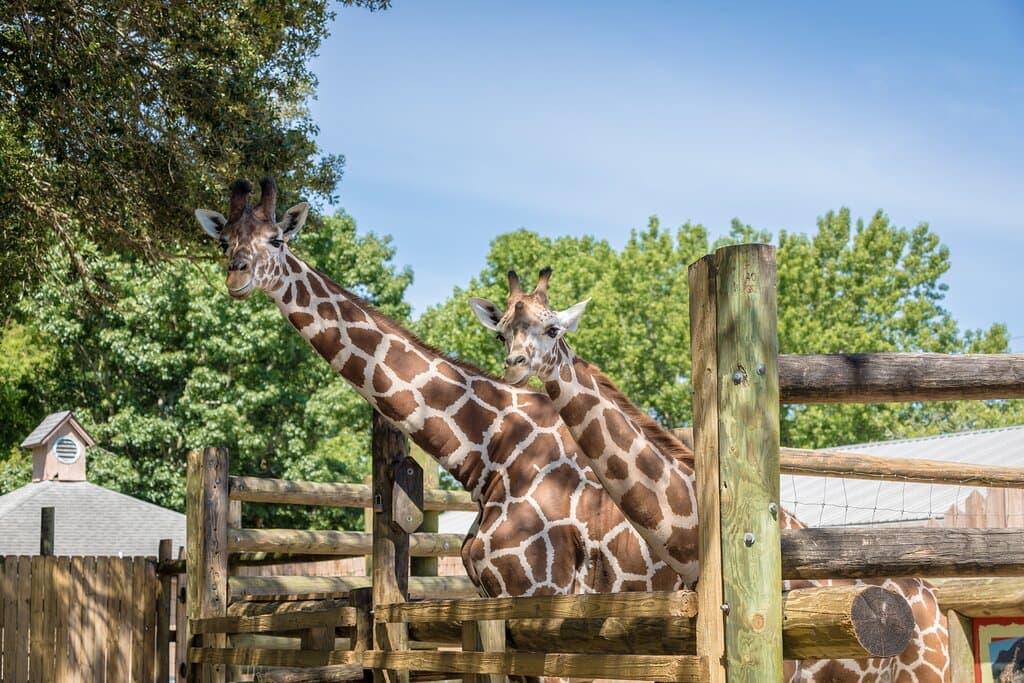 Giraffes