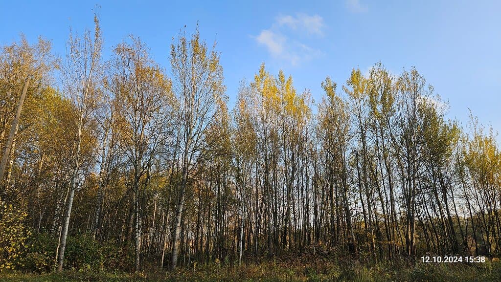 Moscow. Losiny Ostrov National Park. October 12, 2024