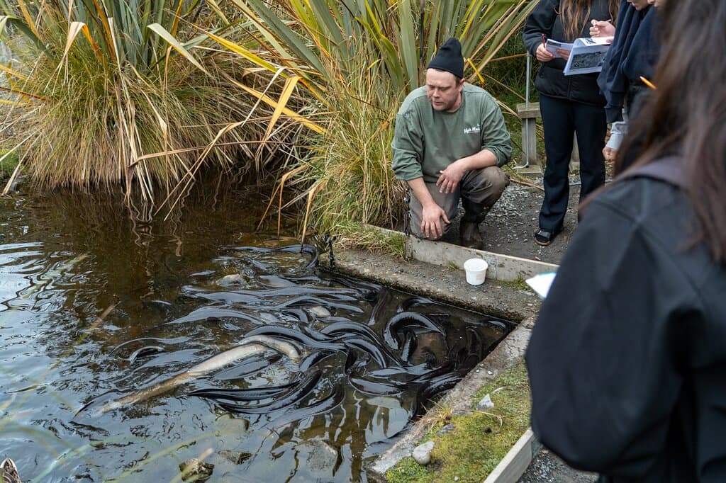 Ngā Manu is a charitable trust that preserves native flora and fauna in a coastal lowland swamp forest. It offers various wildlife experiences, such as kiwi encounters, ranger tours, photography tours and birthday parties.