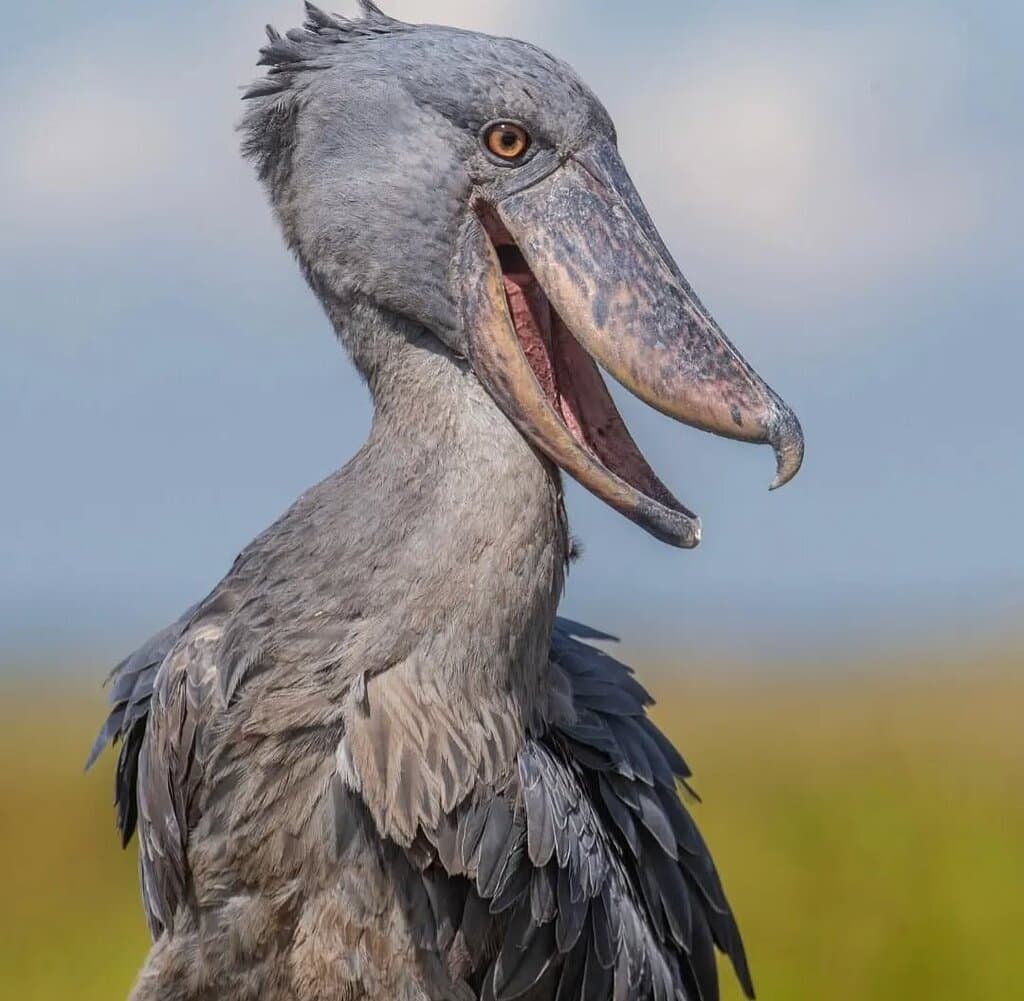 The prehistoric with a malachite