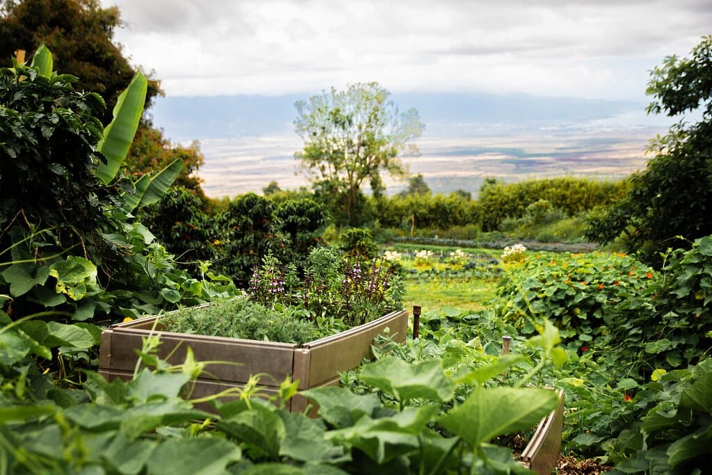 Our farm showcases the harmony of nature and sustainability, featuring lush gardens, thriving orchards, and breathtaking views of Maui's coastlines.